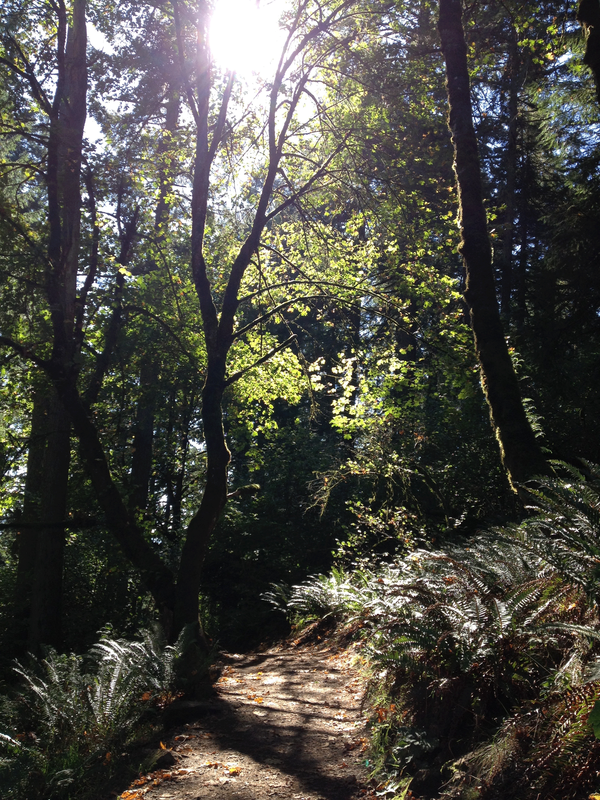 Photo of the path up through the forest of ferns and maples and Douglas Firs, on the way to Spencer's Butte, Eugene, Oregon.