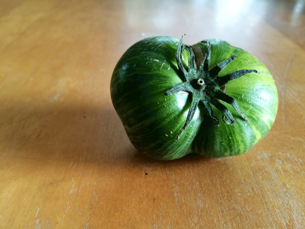 Photo of a green tomato with yellow stripes, on a wood table, in lovely daylight.