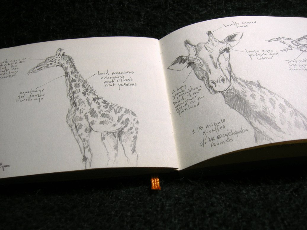 Sketches of giraffes.  © Melinda Nettles