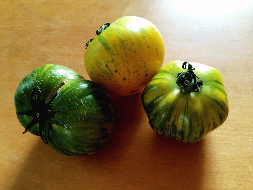 Photo of two green tomato with yellow stripes, and a yellow one with green stripes, on a wood table, in lovely daylight.