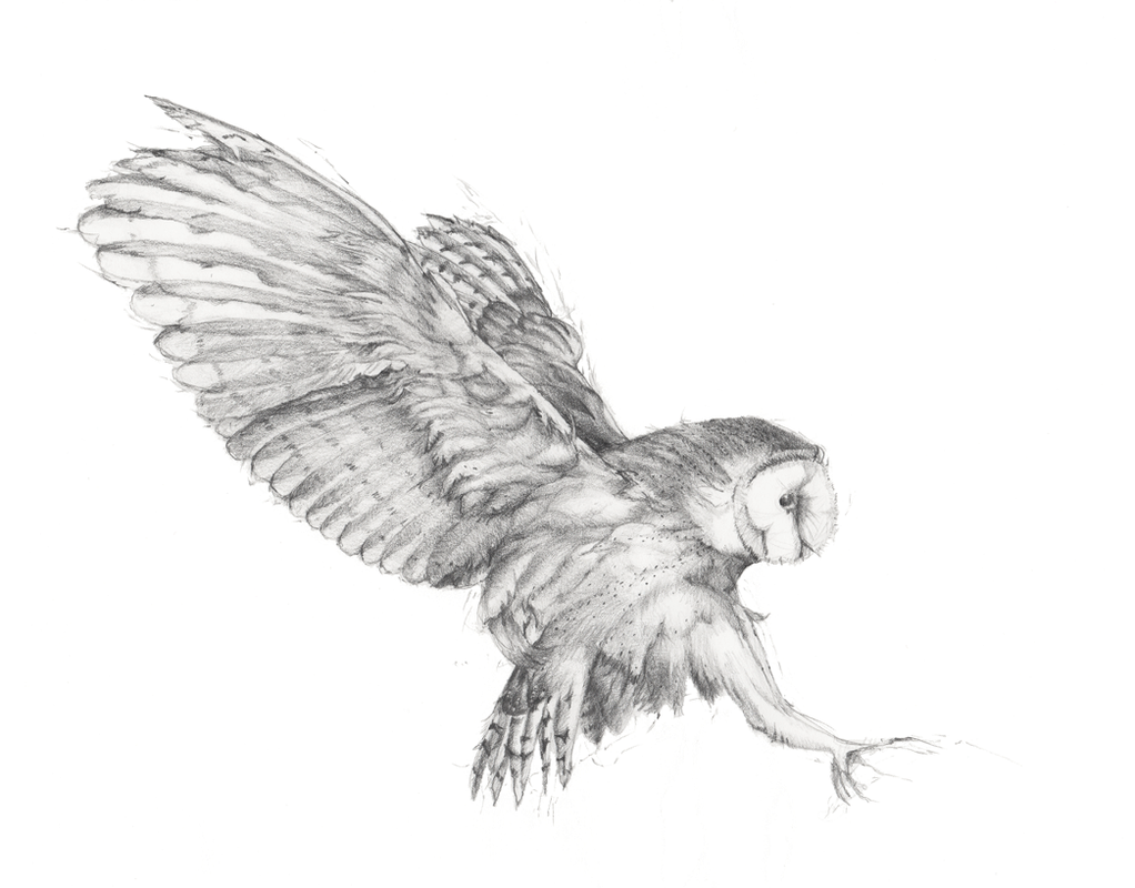 WhOo? (Owl drawing, graphite on paper, © Melinda Nettles 2015.)