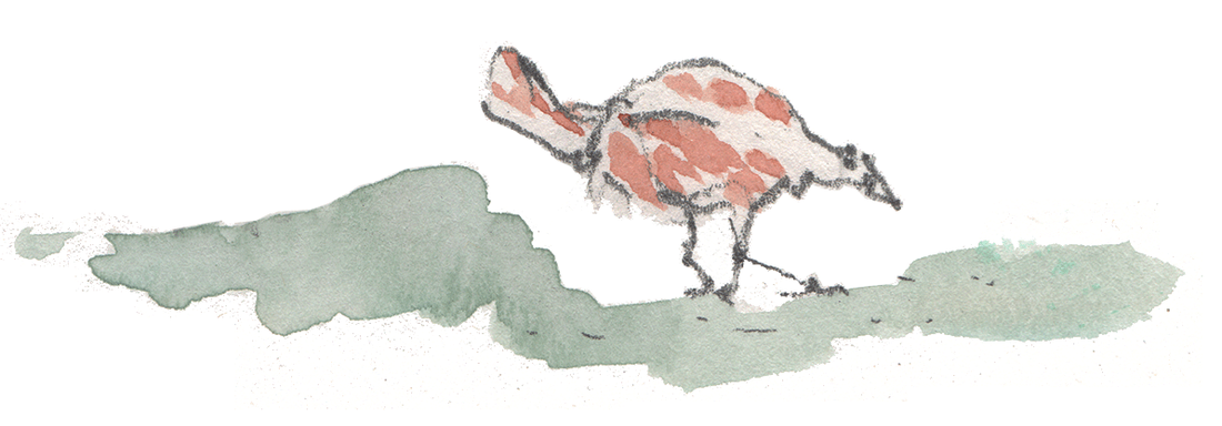 Chicken (Watercolor & pencil, 2016)
