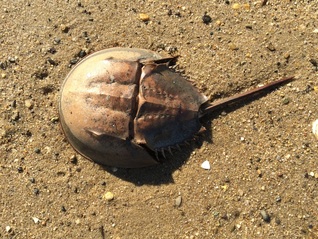 Horseshoe crab at Mayo Beach, Wellfleet, MA.
