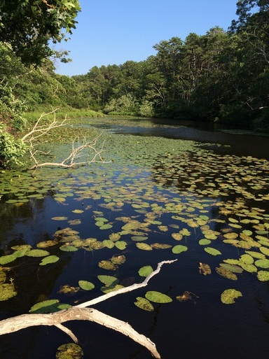 Photo of water lilies on Silver Spring Brook, Audubon Wildlife Sanctuary, Weellfleet, MA.