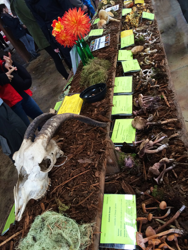 Photo of mushroom display at the 2015 Mount Pisgah Wildflower Festival.  © 2015 Melinda Nettles | LEAN2creativeworks