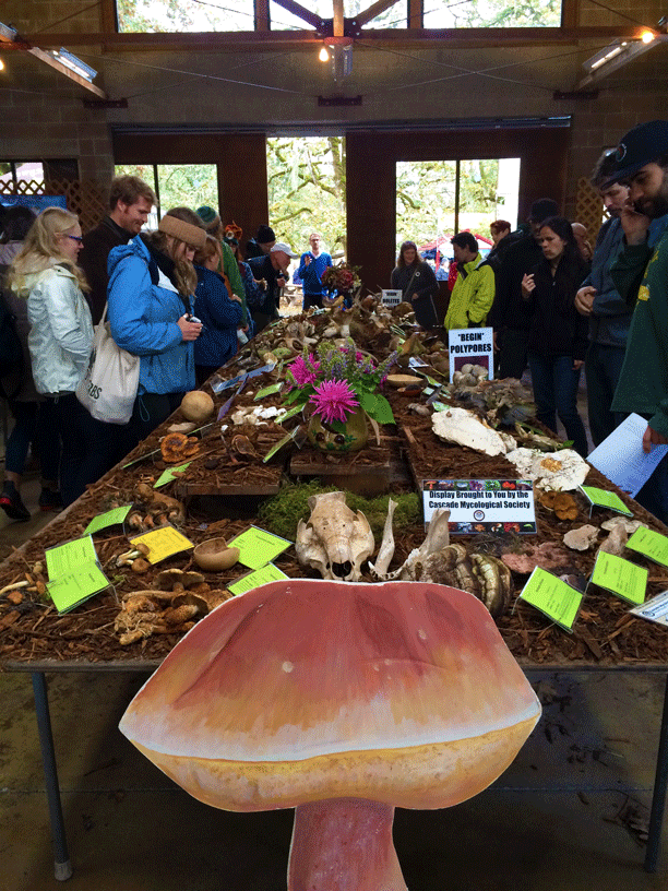Photo of mushroom display at the 2015 Mount Pisgah Wildflower Festival.  © 2015 Melinda Nettles | LEAN2creativeworks