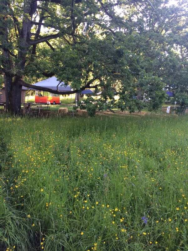 Photo of the big oaks and a meadow of wildflowers.  On set up day for the 2017 Mount Pisgah Wildflower Festival.
