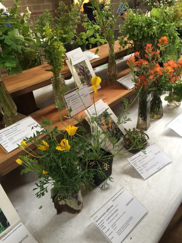 Photo of wildflower specimens in in various vases at the 2016 Mt. Pisgah Wildflower Festival.