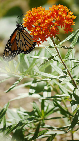 Photo of a monarch butterfly on a milkweed (aesclepias tuberosa) blossom.